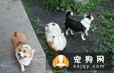 狗狗经常袒露肚皮的原因，你真的知道吗？