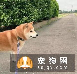 柴犬饲养的这些注意事项你都知道吗？