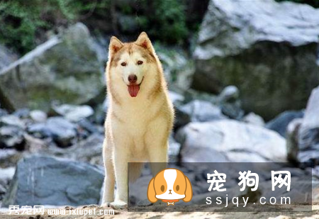 购买纯种金毛犬须知的三点注意事项
