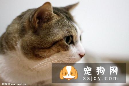 老猫退化怎办？照顾饲养全解析