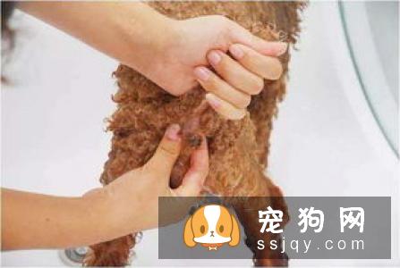 宠物狗总是磨牙怎么办呢？