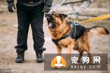怎么训练德国牧羊犬定点排便？