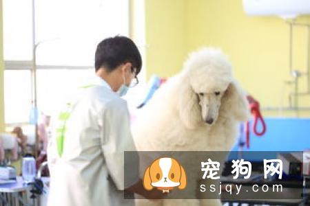 北京哪里有狗狗训练学校？费用是多少？