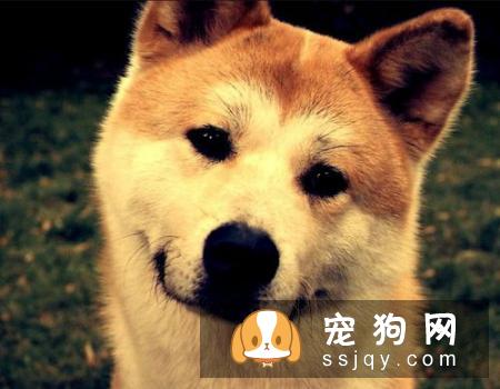 盘点狗狗皮肤病知识大全（图文解读）