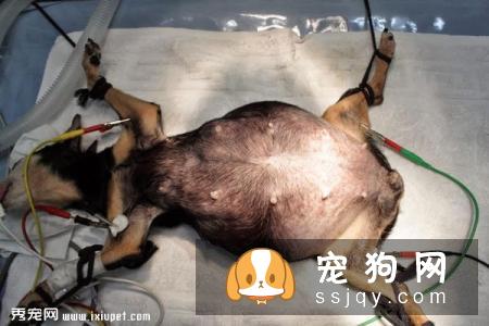母狗子宫蓄脓的发病原因_症状_治疗方法