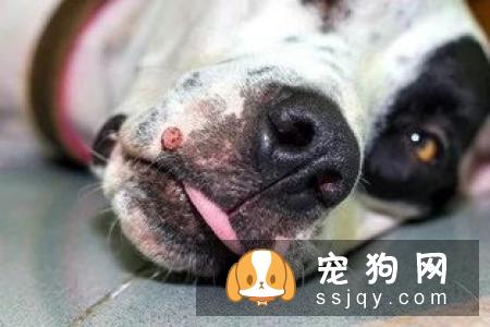 狗狗有椎间盘病的症状及发病原因
