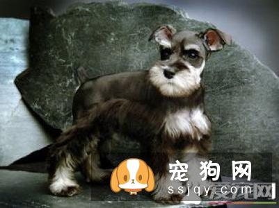 什么是迷你雪纳瑞