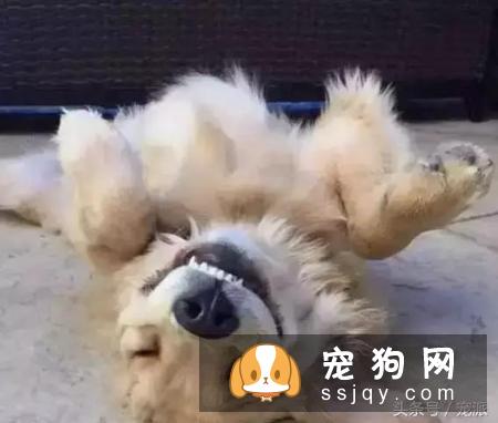 购买纯种金毛犬须知的三点注意事项