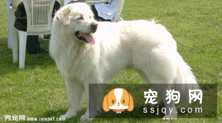 大白熊犬性格怎么样，多少钱一只？大白熊智商及训练方法