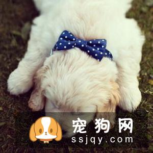 如何解决母犬没有奶水的难题