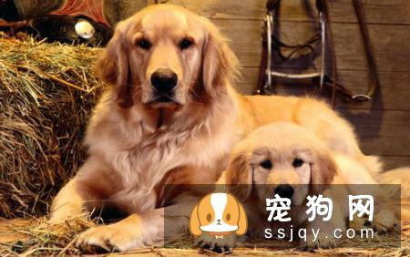 萨摩耶幼犬挑选小知识：不易错，难选好！
