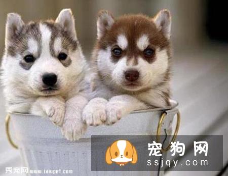 怎样可以快速挑选出一只性格好的哈士奇幼犬