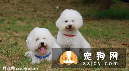 卷毛比熊犬多少钱一只，有什么训练方法？