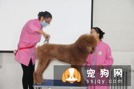 帮狗洗澡美容 13点步骤及注意！
