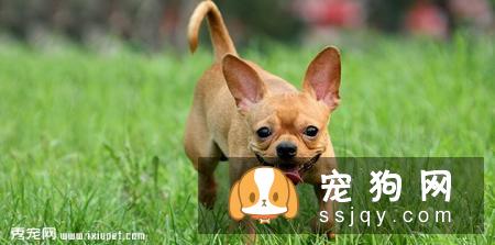 【吉娃娃】吉娃娃档案介绍及饲养知识大全