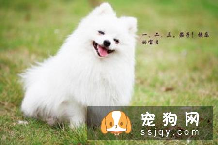 狗狗零食是把双刃剑宠物喂养多注意！