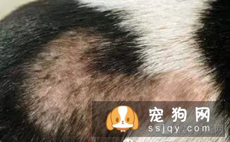 盘点狗狗皮肤病知识大全（图文解读）