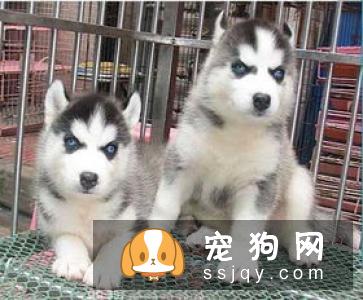 决定一只哈士奇价格的5个因素