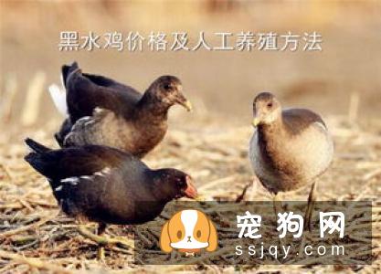 阿富汗猎犬的外形特征及训练方法_多少钱一只？