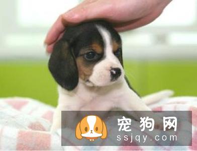 比格犬美容方法详解让比格犬更漂亮