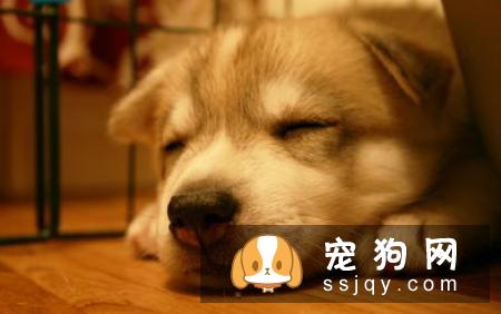 狗狗吃了驱虫药一般会有哪些反应……