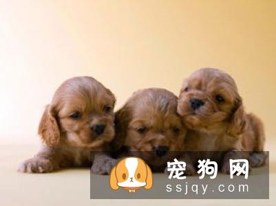 帮狗洗澡美容 13点步骤及注意！