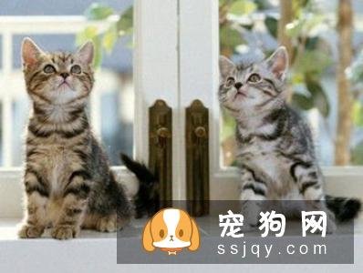 作为上班族的我们，养些什么宠物比较好呢？