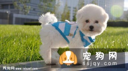 卷毛比熊犬多少钱一只，有什么训练方法？