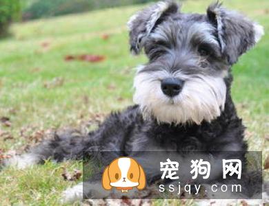 威尔士梗智商高不高，好养吗？威尔士梗多少钱一只