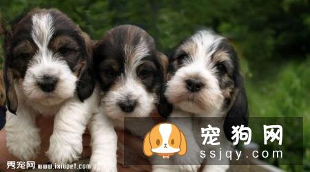 贝吉格里芬凡丁犬的体型特征及训练方法