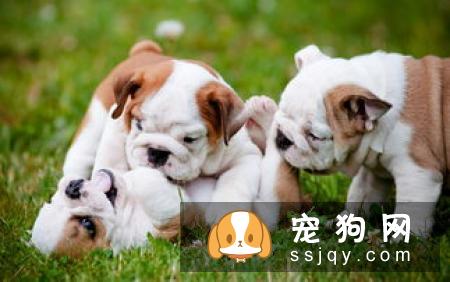 避免狗狗肠胃消化不良的方法