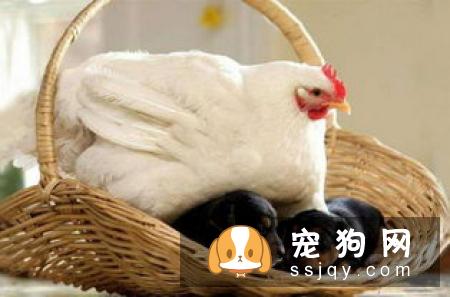 田野小猎犬掉毛程度怎么样_多少钱一只_饲养_图片