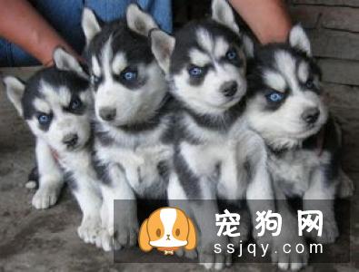 西伯利亚雪橇犬品种介绍