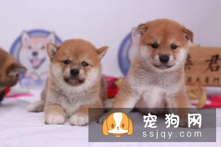 购买柴犬时要注意什么？