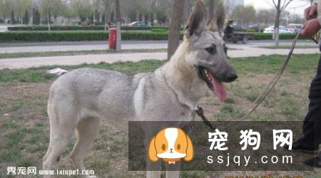 狼青犬多少钱一只_养殖技术_外形特征_图片