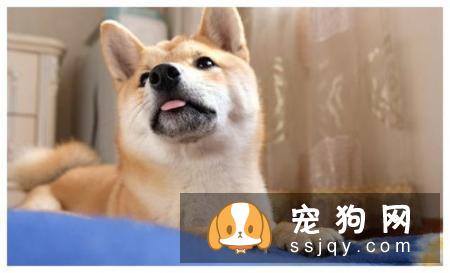 柴犬饲养的这些注意事项你都知道吗？