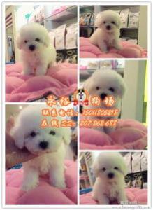 卷毛比熊犬多少钱一只，有什么训练方法？