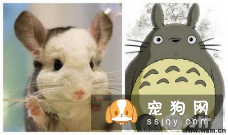 阿富汗猎犬的外形特征及训练方法_多少钱一只？