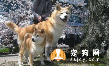 柴犬饲养的这些注意事项你都知道吗？