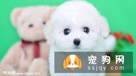 巴比熊犬性格怎么样，好养吗_巴比熊犬的价格