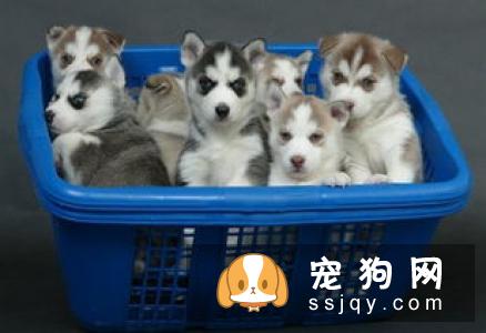 西伯利亚雪橇犬品种介绍