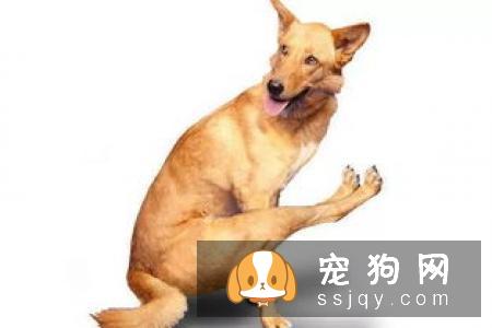 德国黑贝的外形特征及生活习性_图片