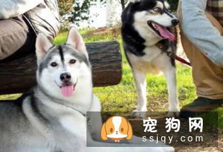 哈士奇狗狗多大可以算成犬了？