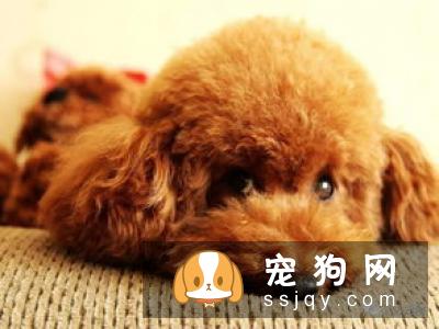 母狗也像公狗一样抬脚撒尿怎么办？
