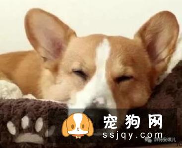 怀孕母狗洗澡_母狗生小狗后多久可以洗澡？