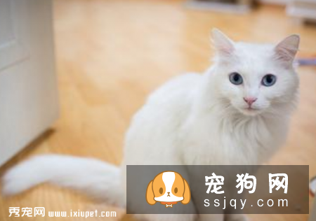 替宠物取名字 命名思维报你知