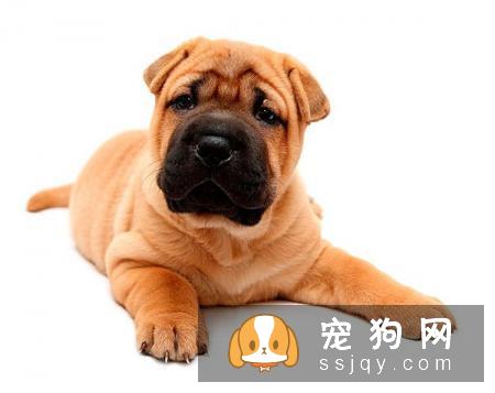 沙皮狗身上的皱纹为什么那么多？