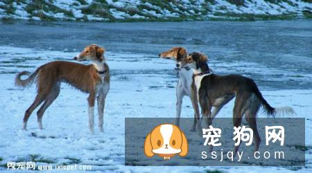 萨路基猎犬好养吗?萨路基猎犬掉毛程度|价格|训练|智商