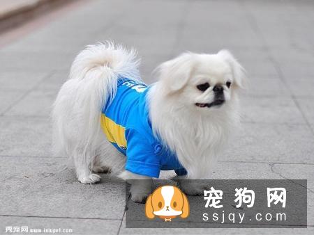 对于狗狗来说，要每天吃蔬菜吗？