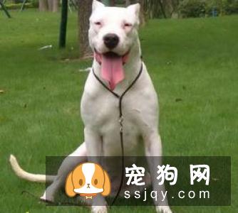 大丹犬选购技巧_大丹犬多少钱一只，好养吗？
